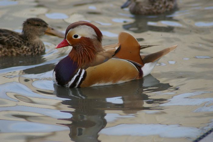  - RATE EXOTICE-exotic ducks