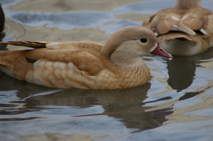  - RATE EXOTICE-exotic ducks
