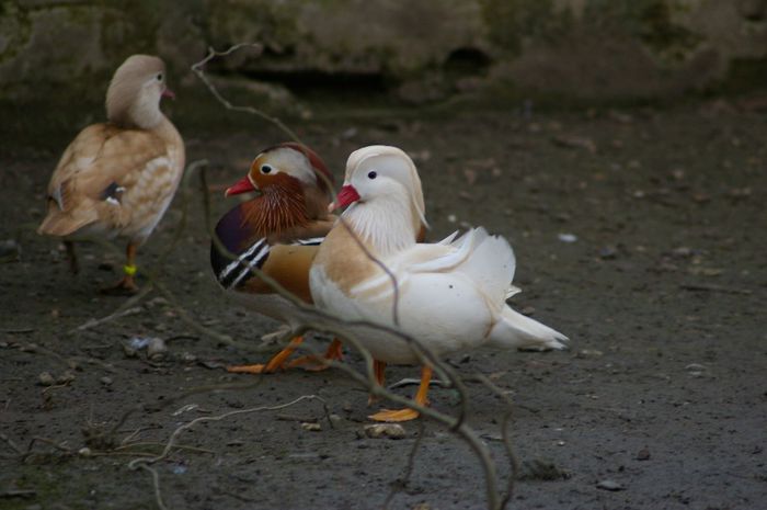  - RATE EXOTICE-exotic ducks