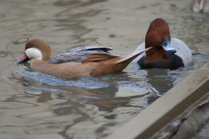  - RATE EXOTICE-exotic ducks