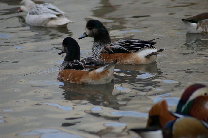  - RATE EXOTICE-exotic ducks