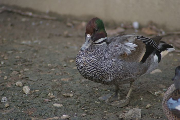 rata cu secerä mascul - RATE EXOTICE-exotic ducks