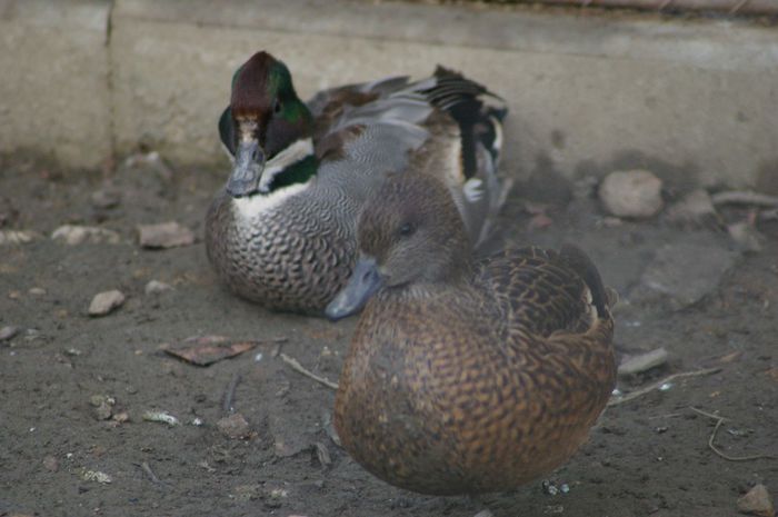 rata cu secerä pereche - RATE EXOTICE-exotic ducks