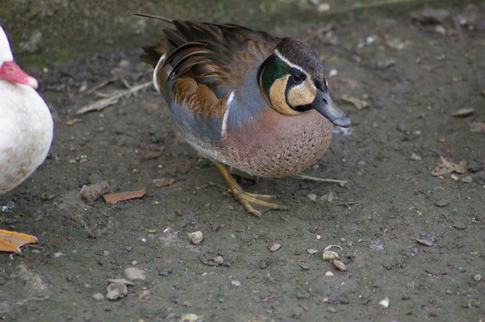  - RATE EXOTICE-exotic ducks