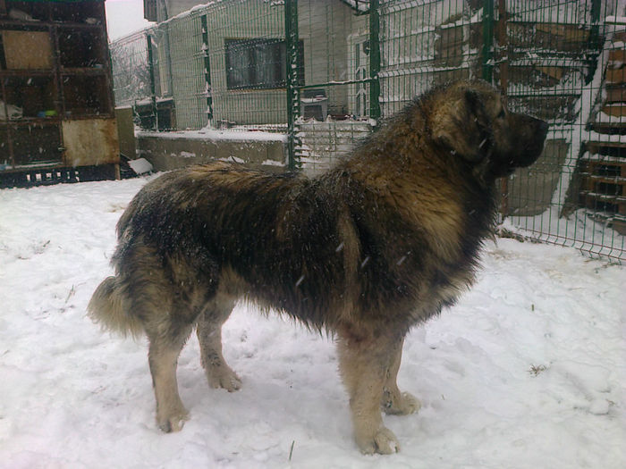 BRUNO ,,ZEII MUNTILOR "