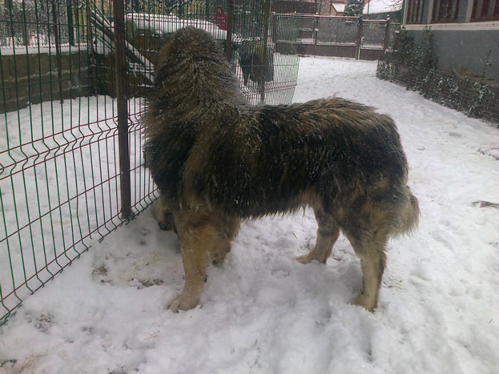 BRUNO ,,ZEII MULTILOR "