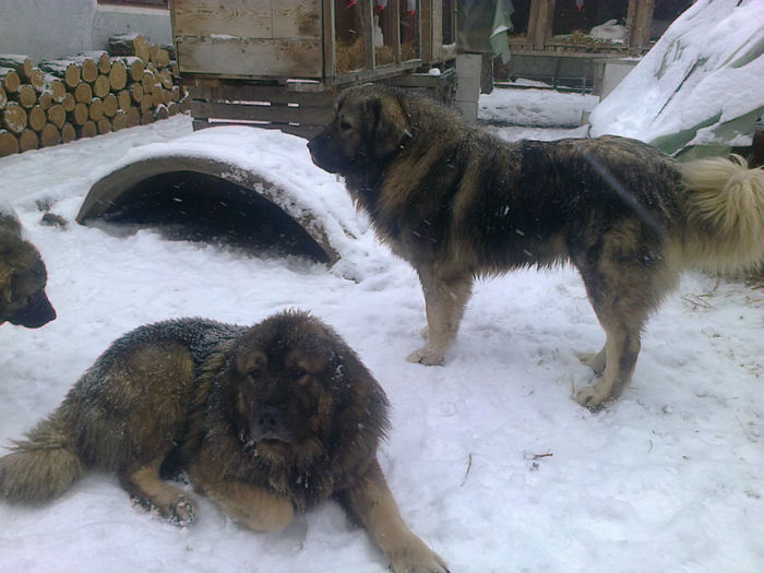 BRUNO cu BORISS