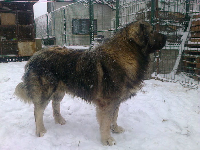 BRUNO