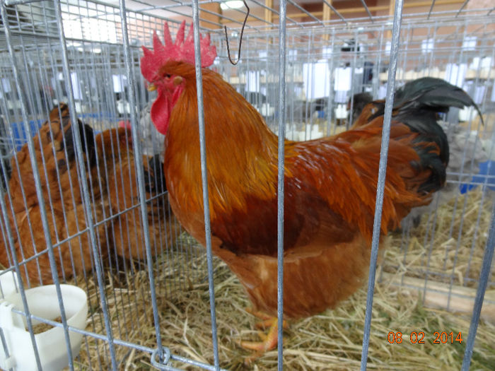 DSC05347