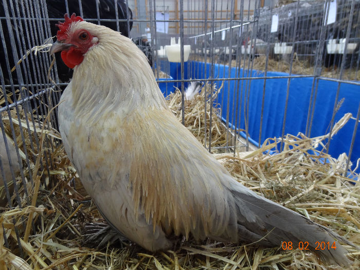 DSC05397 - u EXPO RASNOV 2014