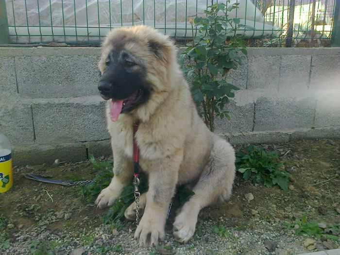 Femela 3,5 luni IRIS