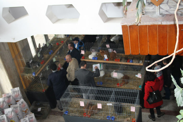 IMG_0326 - Expozitia anuala de pasari si animale Campina 2014 - pasari