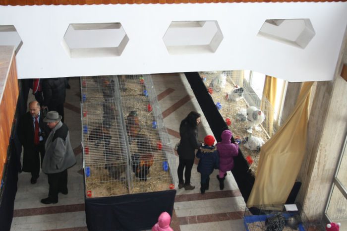 IMG_0324 - Expozitia anuala de pasari si animale Campina 2014 - pasari