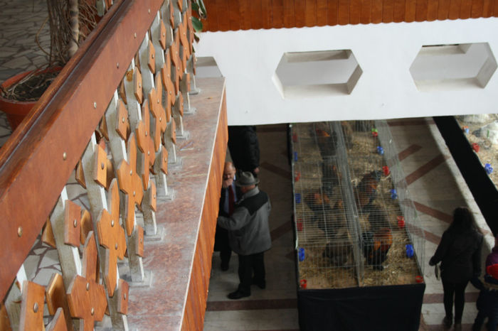IMG_0323 - Expozitia anuala de pasari si animale Campina 2014 - pasari