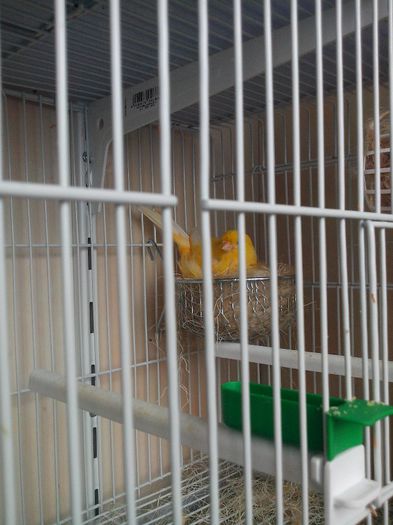 canarita la cuib feb2014-1