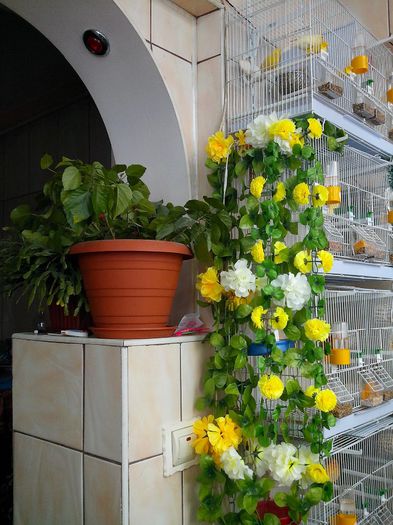 mica jungla din apartament1