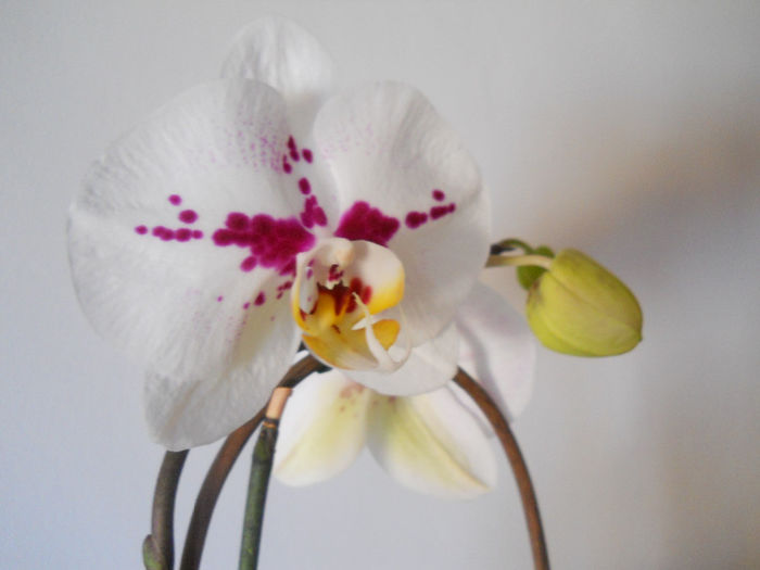 DSCN0370_012 - phale 2014