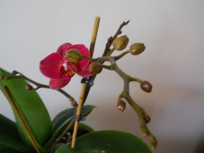 DSCN0389_031 - phale 2014