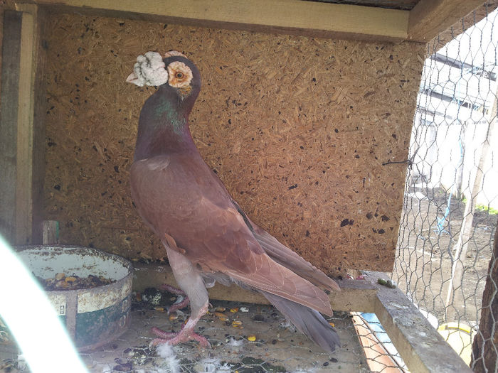 IMG_20140209_104518 - Poze carieri