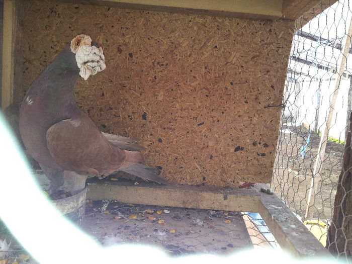 IMG_20140209_104538 - Poze carieri