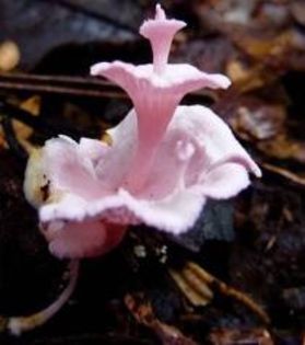 Podoserpula Miranda; roz fosforescent,miroz de ridiche;descoperita in Noua Caledonie,in 2010
