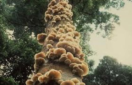 Ciuperca luminiscenta-ziua; (Mycena chlorophos)
