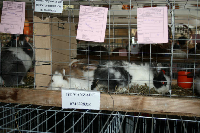 IMG_0510 - Expozitia de pasari si animale Campina 2014 - iepuri