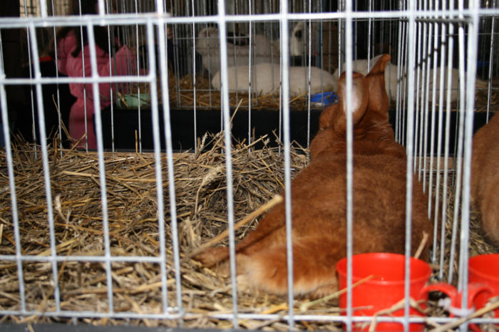 IMG_0498 - Expozitia de pasari si animale Campina 2014 - iepuri