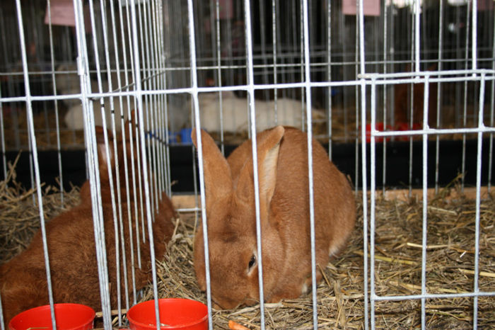 IMG_0497 - Expozitia de pasari si animale Campina 2014 - iepuri