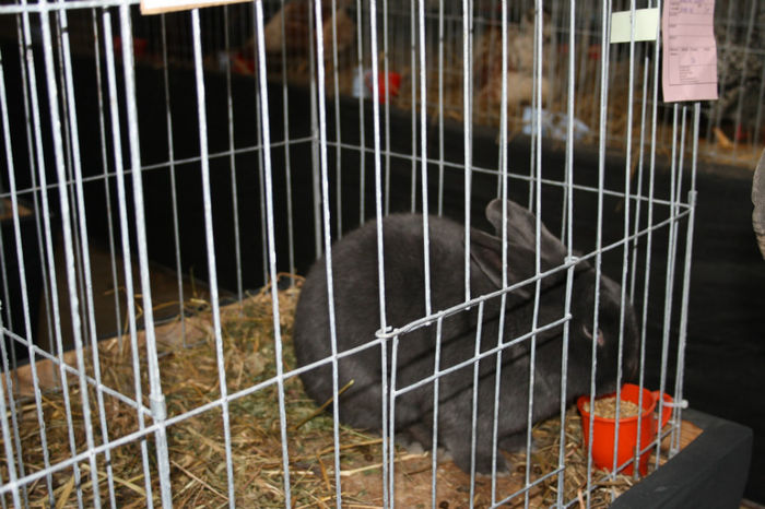IMG_0495 - Expozitia de pasari si animale Campina 2014 - iepuri