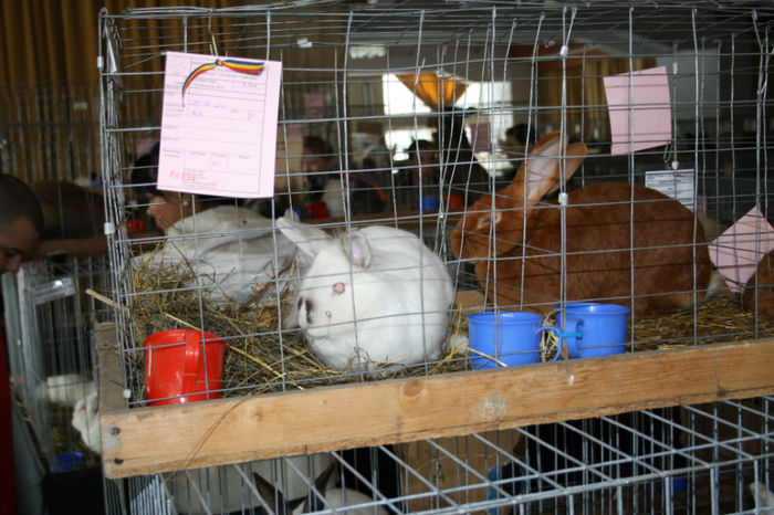 IMG_0490 - Expozitia de pasari si animale Campina 2014 - iepuri