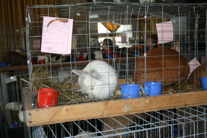 IMG_0489 - Expozitia de pasari si animale Campina 2014 - iepuri