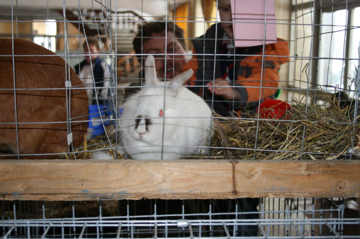 IMG_0487 - Expozitia de pasari si animale Campina 2014 - iepuri
