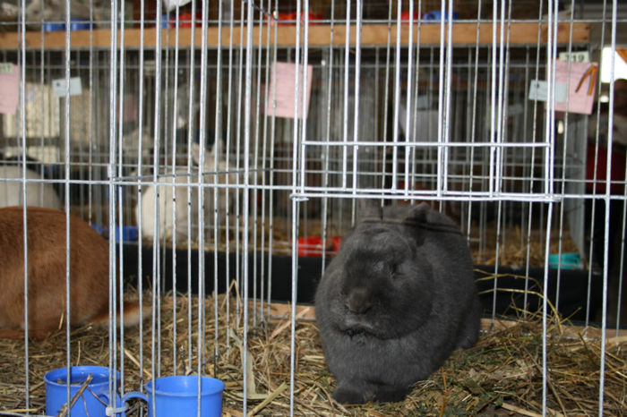 IMG_0485 - Expozitia de pasari si animale Campina 2014 - iepuri