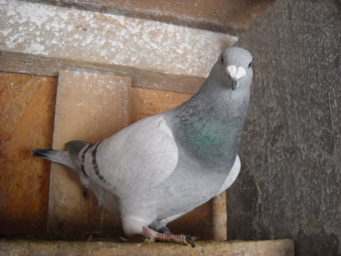 m 2013 - PORUMBEI STANDARD DIN 2014 vanduti