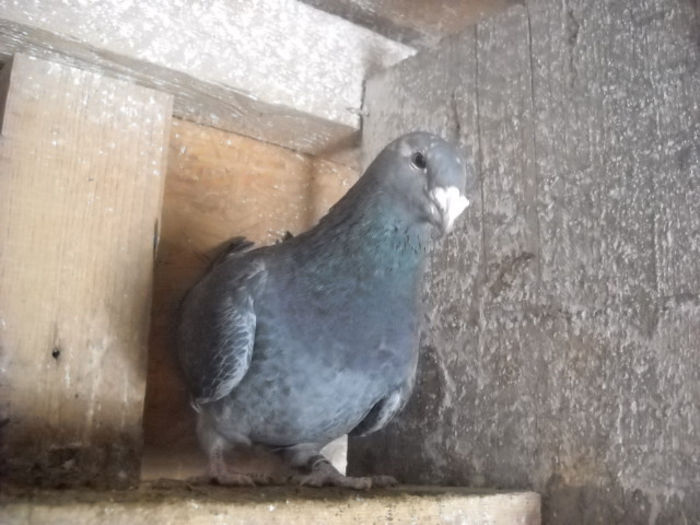 f 2010 - PORUMBEI STANDARD DIN 2014 vanduti