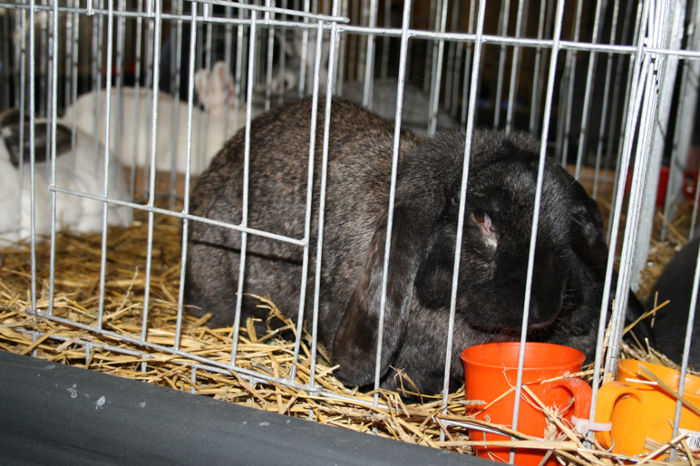 IMG_0389 - Expozitia de pasari si animale Campina 2014 - iepuri