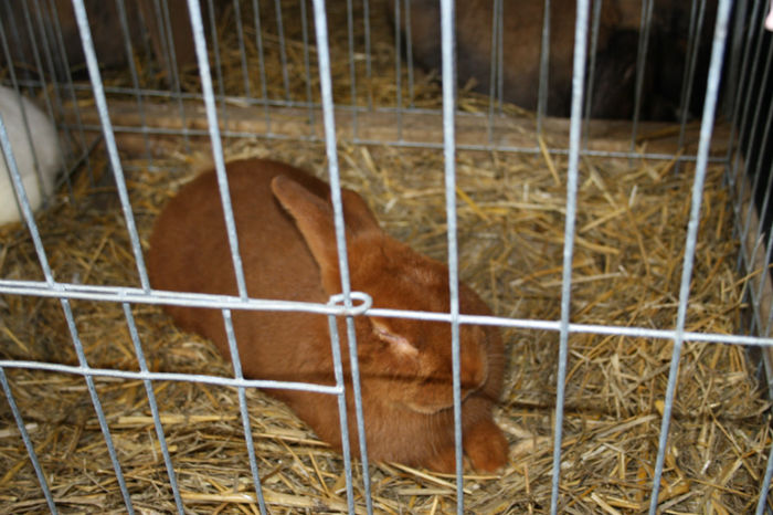 Campion 94puncte - Expozitia de pasari si animale Campina 2014 - iepuri