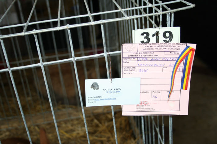 IMG_0386 - Expozitia de pasari si animale Campina 2014 - iepuri