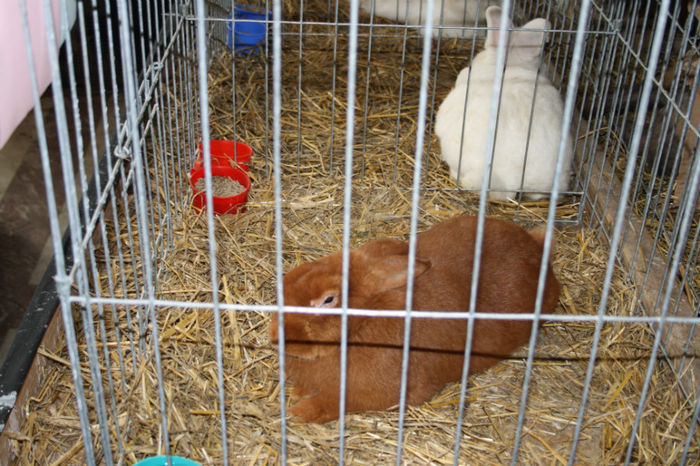 IMG_0385 - Expozitia de pasari si animale Campina 2014 - iepuri