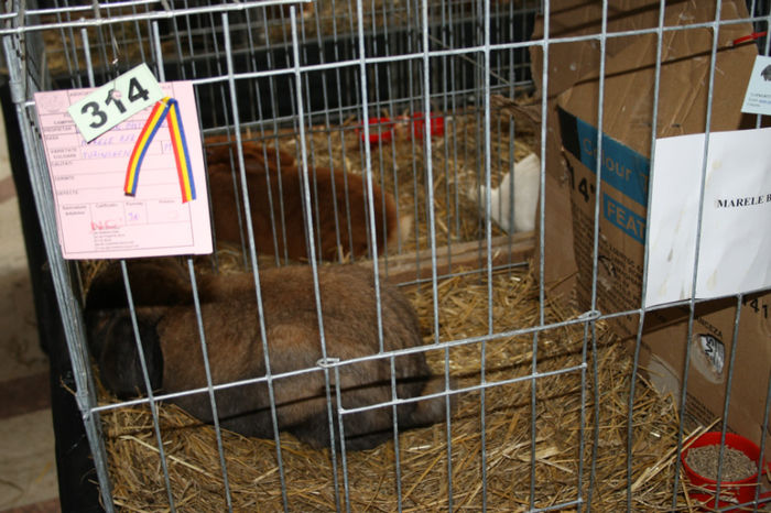 IMG_0384 - Expozitia de pasari si animale Campina 2014 - iepuri