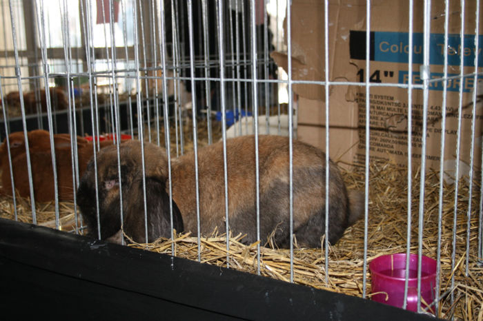IMG_0383 - Expozitia de pasari si animale Campina 2014 - iepuri