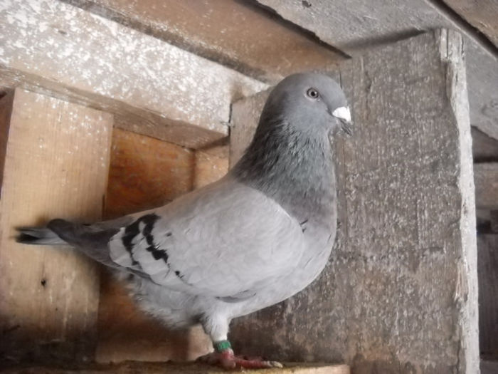 f 2013 - PORUMBEI STANDARD DIN 2014 vanduti