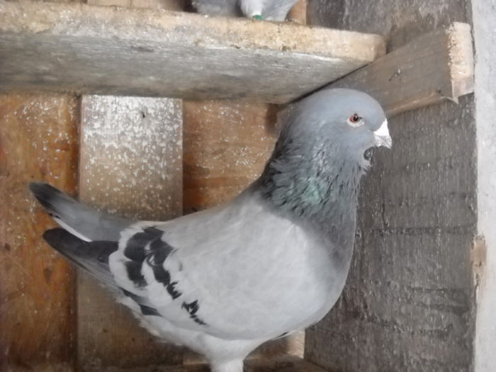 m 2013 - PORUMBEI STANDARD DIN 2014 vanduti