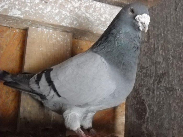 m 2008 - PORUMBEI STANDARD DIN 2014 vanduti