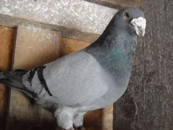 m 2008 - PORUMBEI STANDARD DIN 2014 vanduti