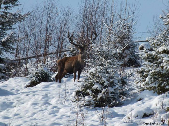 1606868_677013865696782_972290394_n