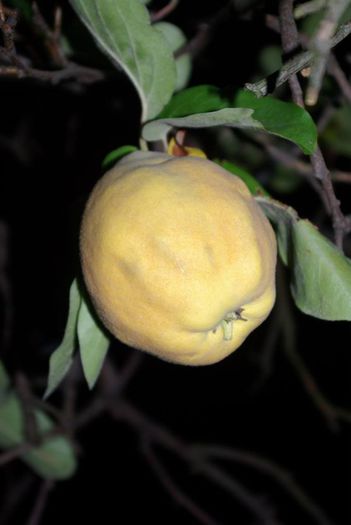 1779922_1403682639885573_1783186053_n