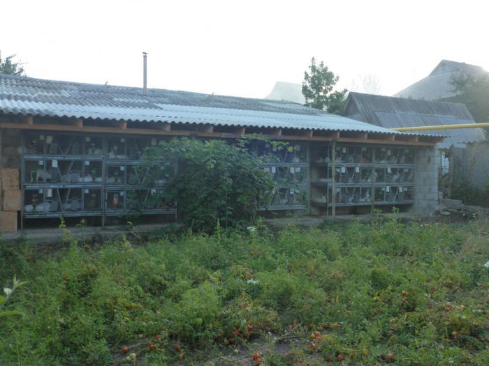 model adăpost baterii cuşti 5 - MODELE DE CUSTI