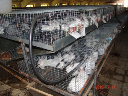 baterii cuşti 11 - MODELE DE CUSTI